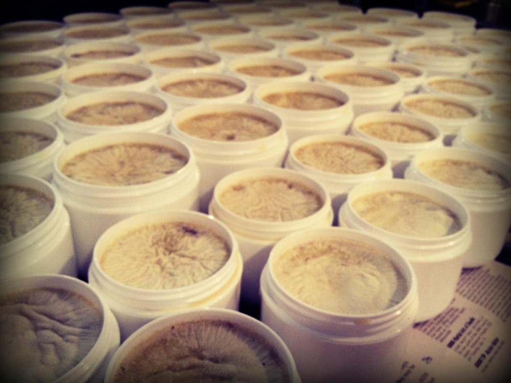 Photo of Rhythm Traders Shea Butter